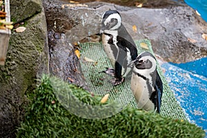 Two Jackass Penguin aka African Penguin in captivity