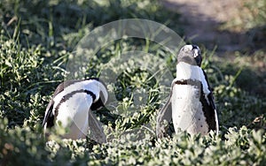 Two Jackass penguins from the colony living in the Stony Point National Reserve in Betty`s Bay on the South African fynbos coast