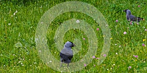 Two jackdaws (Corvus monedula) are looking for food on a spring lawn full of flowers.