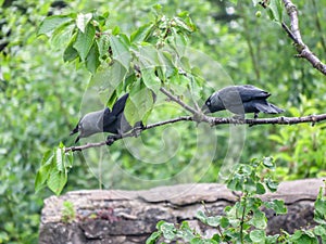 Two Jackdaws perched on a Cherry tree calling noisily. photo