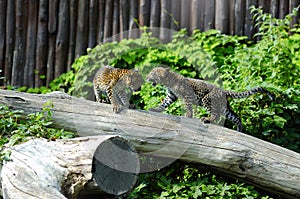 Two Jaguar cubs at play