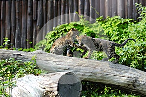 Two Jaguar cubs at play