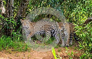 Two jaguars in the jungle. A rare moment.