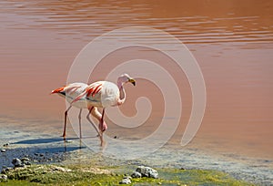 Two James Flamingos, Red Lagoon, Uyuni, Bolivia