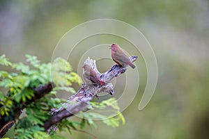 Two Jamesons Fire Finches