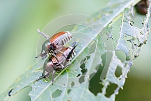 Two Japanese beetles Popillia japonica on green leaf in Piemont