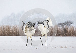 Two Japanese Cranes are dancing on the snow. Japan.