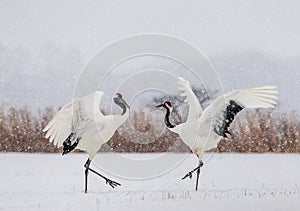 Two Japanese Cranes are dancing on the snow. Japan.