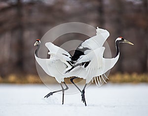 Two Japanese Cranes are dancing on the snow. Japan.