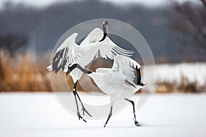 Two Japanese Cranes are dancing on the snow. Japan.