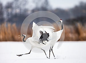 Two Japanese Cranes are dancing on the snow. Japan.