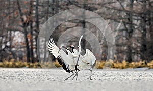 Two Japanese Cranes are dancing on the snow. Japan.