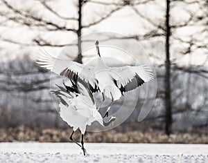 Two Japanese Cranes are dancing on the snow. Japan.