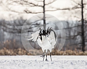 Two Japanese Cranes are dancing on the snow. Japan.