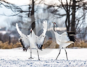 Two Japanese Cranes are dancing on the snow. Japan.