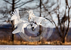 Two Japanese Cranes in flight. Japan.