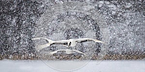 Two Japanese Cranes are flying in snow snowstorm.