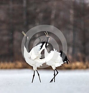 Two Japanese cranes are walking together in the snow and scream mating sounds.
