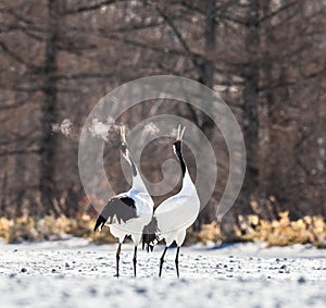 Two Japanese cranes are walking together in the snow and scream mating sounds. Frost. There is steam from the beaks.