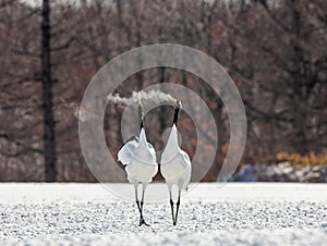 Two Japanese cranes are walking together in the snow and scream mating sounds. Frost. There is steam from the beaks.