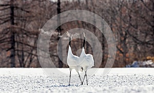 Two Japanese cranes are walking together in the snow and scream mating sounds. Frost. There is steam from the beaks.