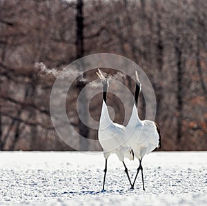 Two Japanese cranes are walking together in the snow and scream mating sounds. Frost. There is steam from the beaks.