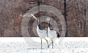 Two Japanese cranes are walking together in the snow and scream mating sounds. Frost. There is steam from the beaks.