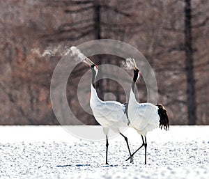 Two Japanese cranes are walking together in the snow and scream mating sounds. Frost. There is steam from the beaks.