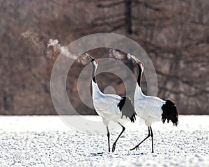 Two Japanese cranes are walking together in the snow and scream mating sounds. Frost. There is steam from the beaks.