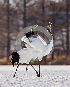 Two Japanese cranes are walking together in the snow and scream mating sounds. Frost. There is steam from the beaks.