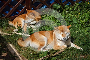 Two Japanese dogs of Shiba Inu breed lying on the green grass on a sunny summer day. Japanese Small Size Dogs Shiba Ken rest on gr