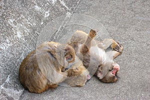 Two Japanese Macaque Monkey sitting on the stone on sunny day.