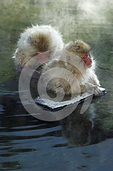 Two Japanese Macaque monkeys in hot springs