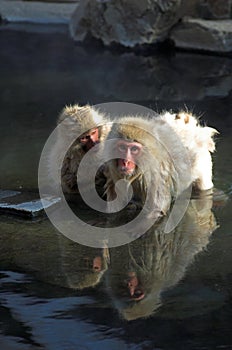 Two Japanese Macaque monkeys in hot springs
