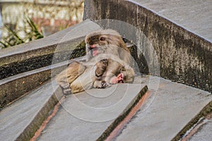 Two Japanese Macaque Together