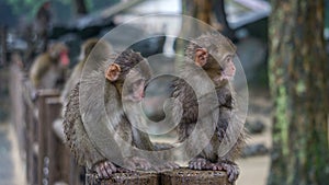 Two Japanese Macaques sitting next to each other.