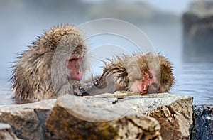 Two Japanese macaques are sitting in water in a hot spring.