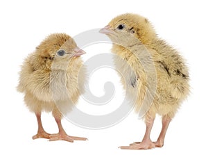 Two Japanese Quail, also known as Coturnix