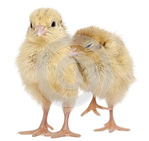 Two Japanese Quail, also known as Coturnix