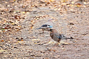 Two jays on the ground