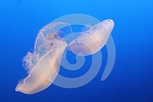 Two jelly fish in lake with blue background