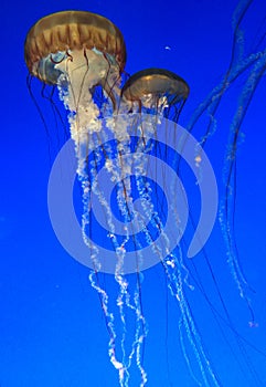 Two Jelly-fishes