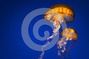 Two Jellyfish