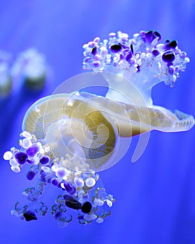 Two jellyfishes