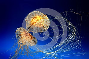 Two jellyfishes