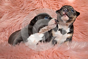 Two jolly American bully puppies comforting each other