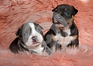 Two jolly American bully puppies looking away and waiting