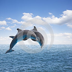 Two jumping dolphins