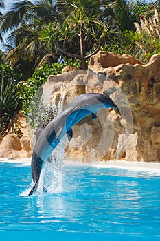 Two jumping dolphins