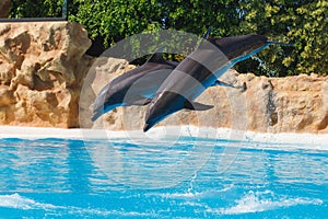 Two jumping dolphins in blue water